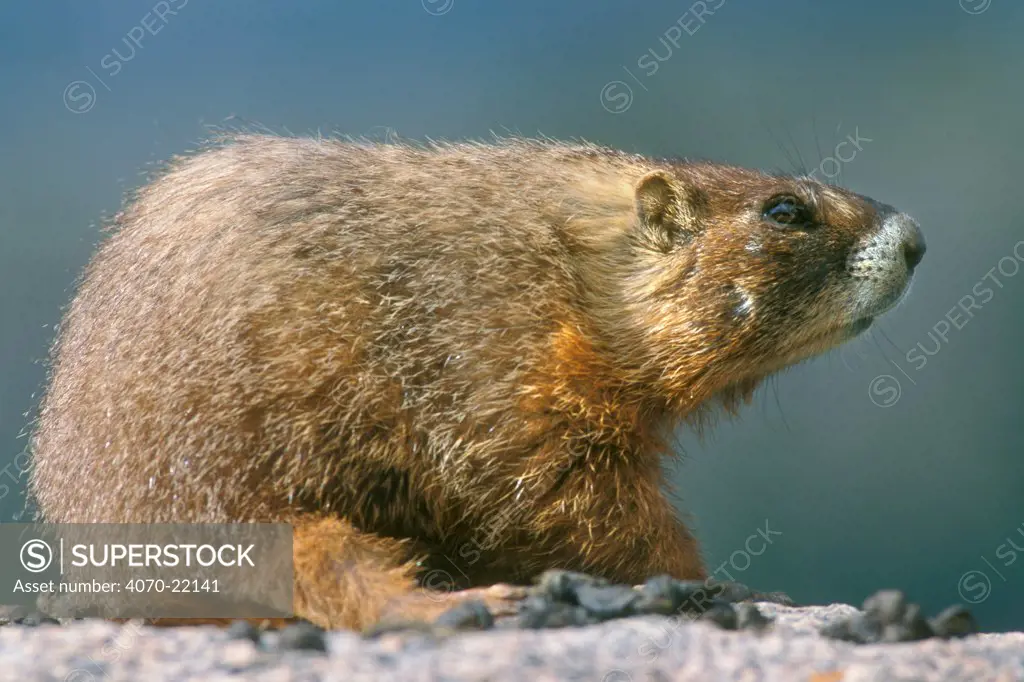 Yellow bellied marmot Marmota flaviventris} Yellowstone, USA