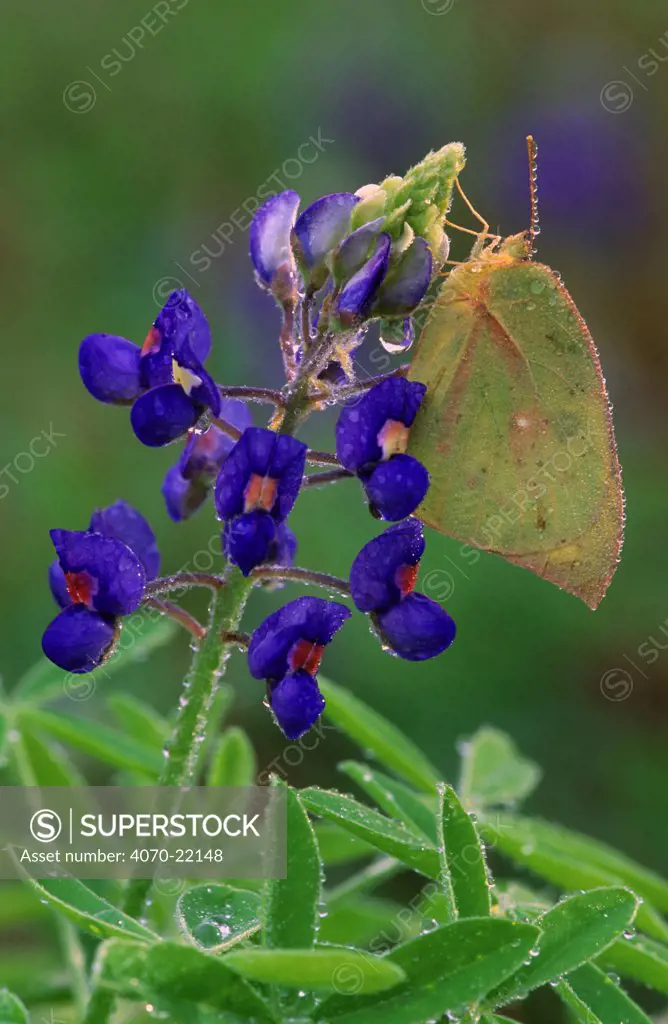 Orange sulphur butterfly Colias eurytheme} on Texas Bluebonnet, Texas US