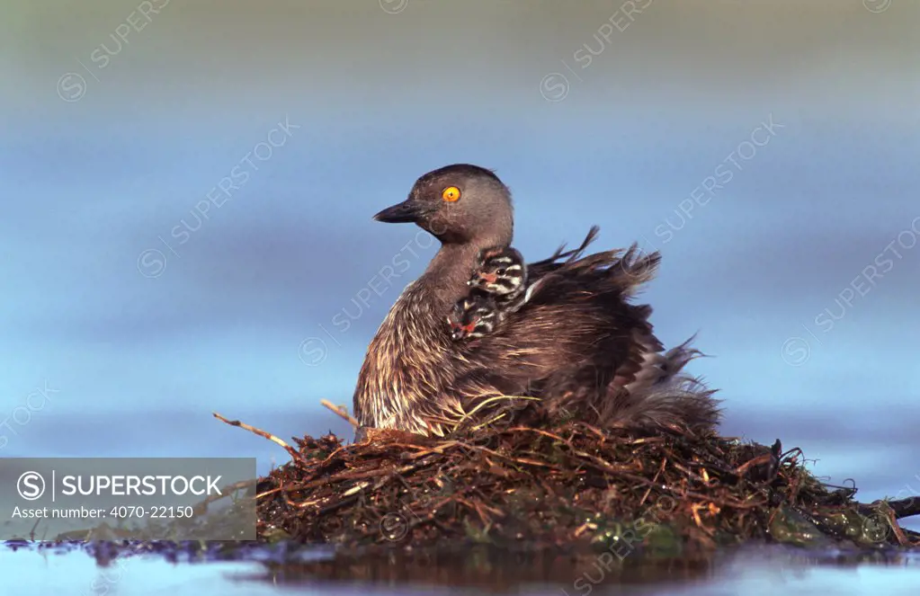 Least grebe on nest with two chicks Tachybaptus dominicus} Texas, US