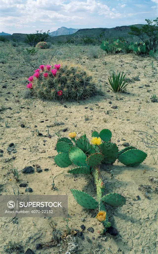 Big Bend NP, Chihuahuan desert, Texas, USA. Strawberry cactus + Prickly pear cactus.