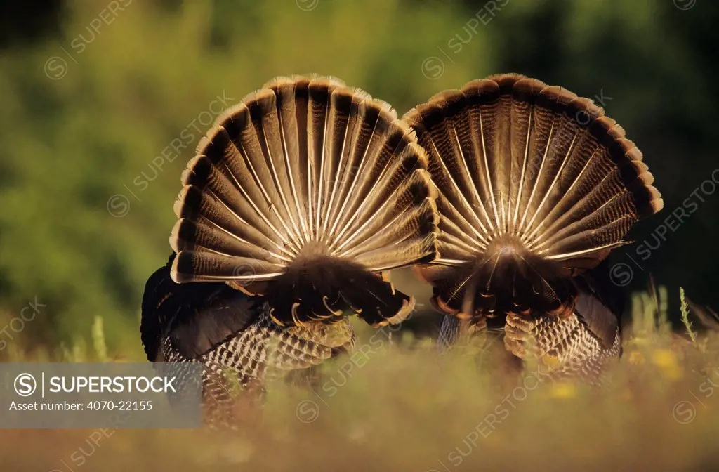 Rear view of Male Wild Turkey tail feathers during display Meleagris gallopavo} Texas, USA