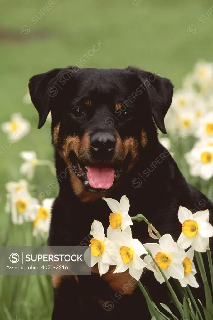 Rottweiler dog amongst Daffodils Canis familiaris} USA