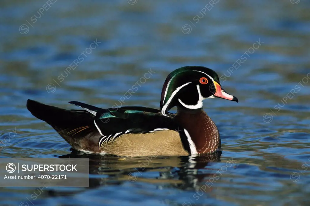 Wood duck, male on water Aix sponsa} Texas, USA