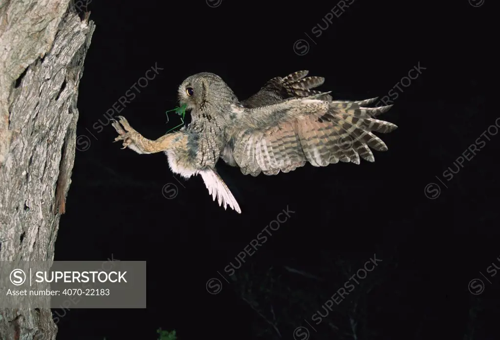 Eastern screech owl flying to nest hole Megascops asio} Texas, USA