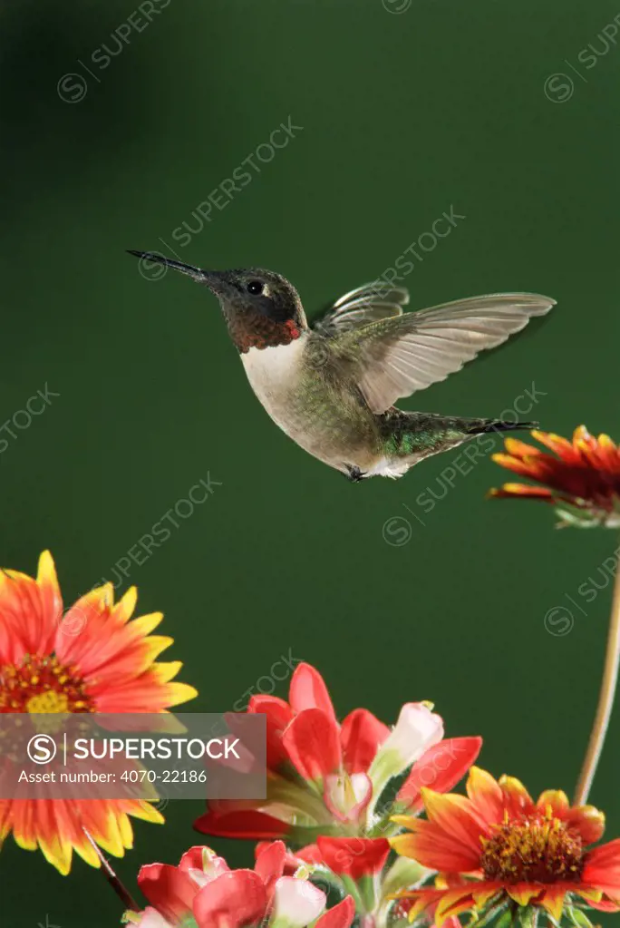 Ruby throated hummingbird Archilochus colubris} male flying. Texas, USA