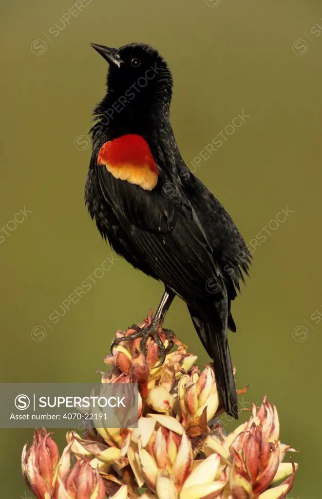 Red winged blackbird, male singing on yucca plant Agelaius phoeniceus} Texas, USA