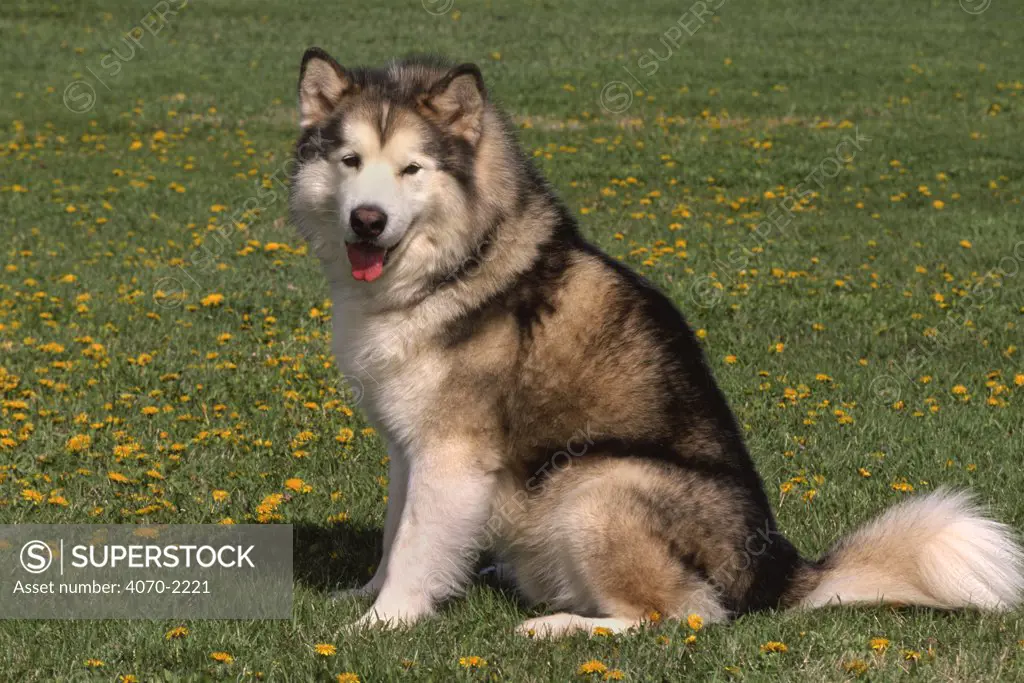 Alaskan malamute dog Canis familiaris} USA