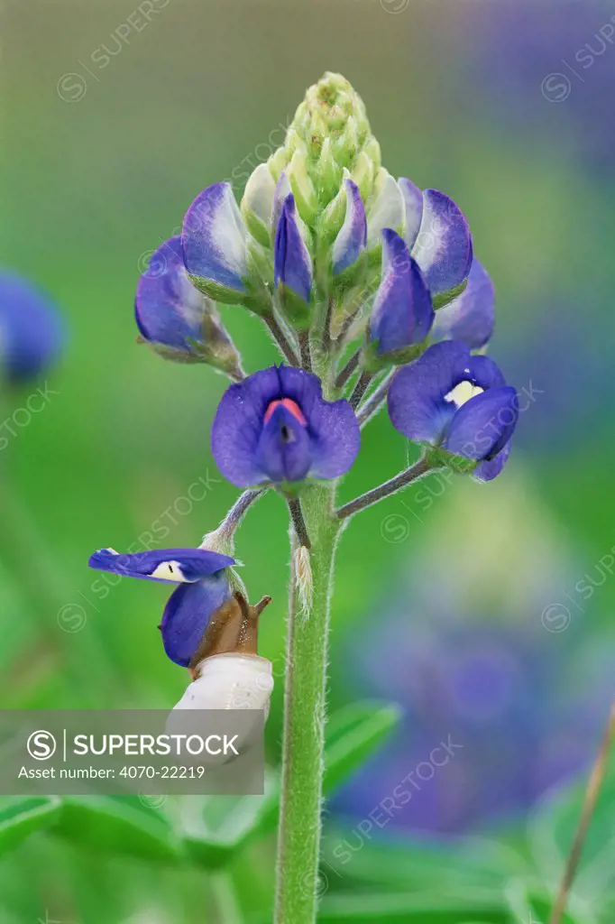 Snail on Texas bluebonnet flowers Lupinus texensis} Texas, USA.