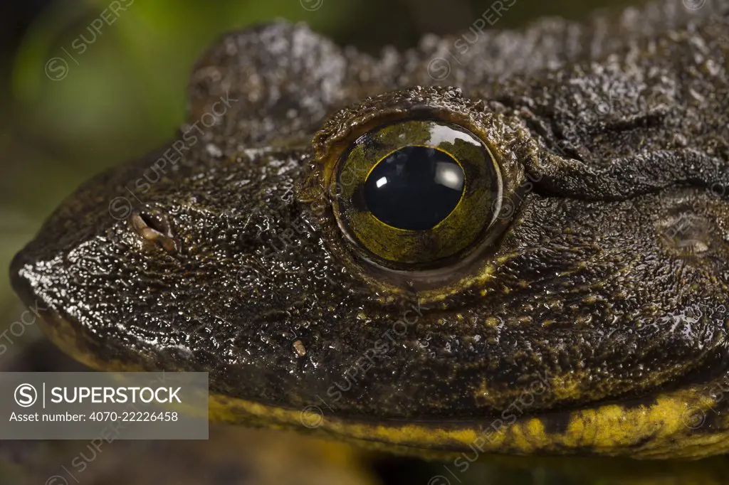 Goliath frog (Conraua goliath) portrait, Cameroon.