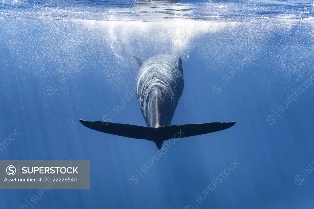 Sperm whale (Physeter macrocephalus) swimming upside-down at the ocean surface after coming up from a long foraging dive. Ogasawara / Bonin Islands, Japan.