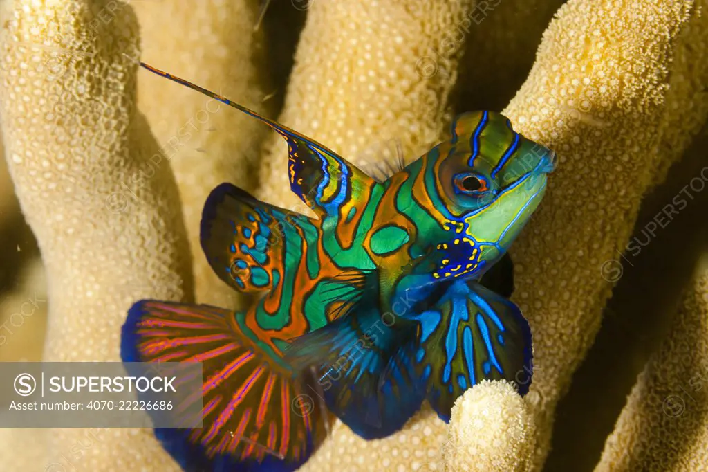 Mandarinfish (Synchiropus splendidus) Yap, Micronesia. - SuperStock
