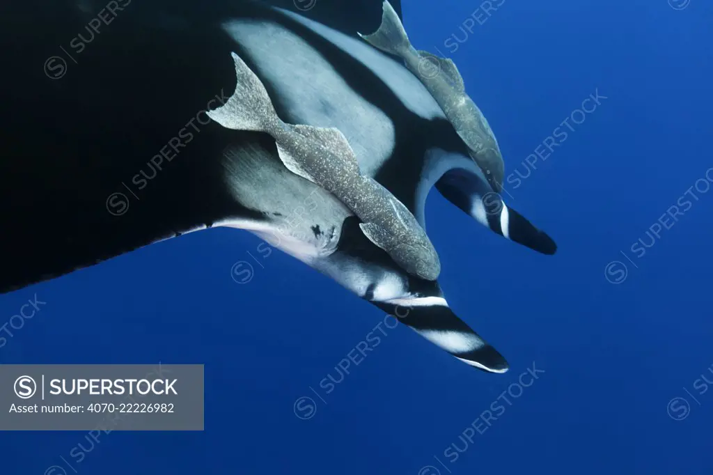 Giant Manta Ray (Manta birostris), with Remoras (Echeneididae) Socorro Island, Revillagigedo Archipelago Biosphere Reserve (Socorro Islands), Pacific Ocean, Western Mexico, March