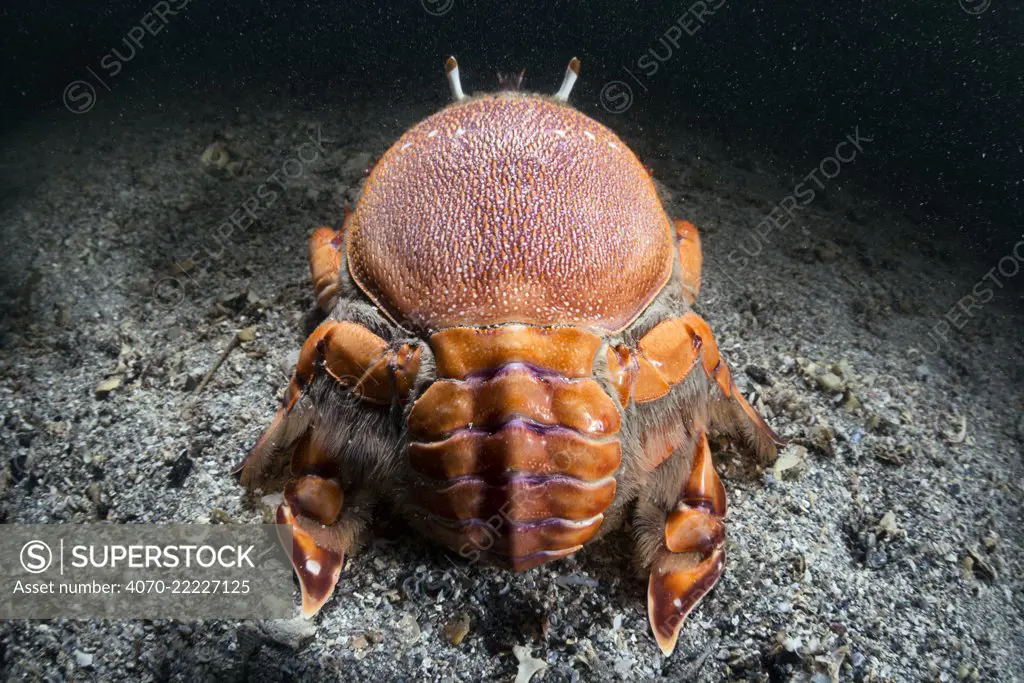 Rear view of a Red frog spanner crab (Ranina ranina) a crab species which  walks with forward motionKochi, Japan, May. - SuperStock