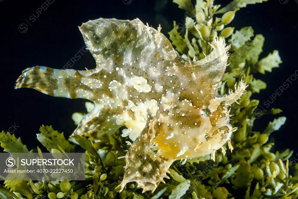 Sargassum fish (Histrio histrio) at the sea surface with floating sargassum weed. Hawaii.