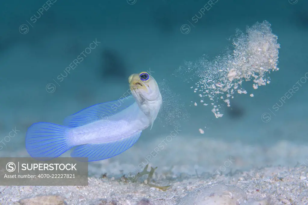 Yellowhead jawfish (Opistognathus aurifrons) spitting out sand as it digs its burrow. East End, Grand Cayman, Cayman Islands, British West Indies. Caribbean Sea.