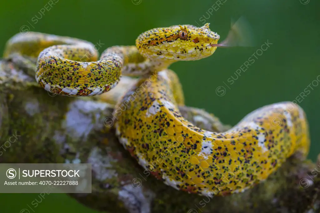 Eyelash viper (Bothriechis schlegelii) with tongue extended, flicking, tasting the air, Costa Rica.