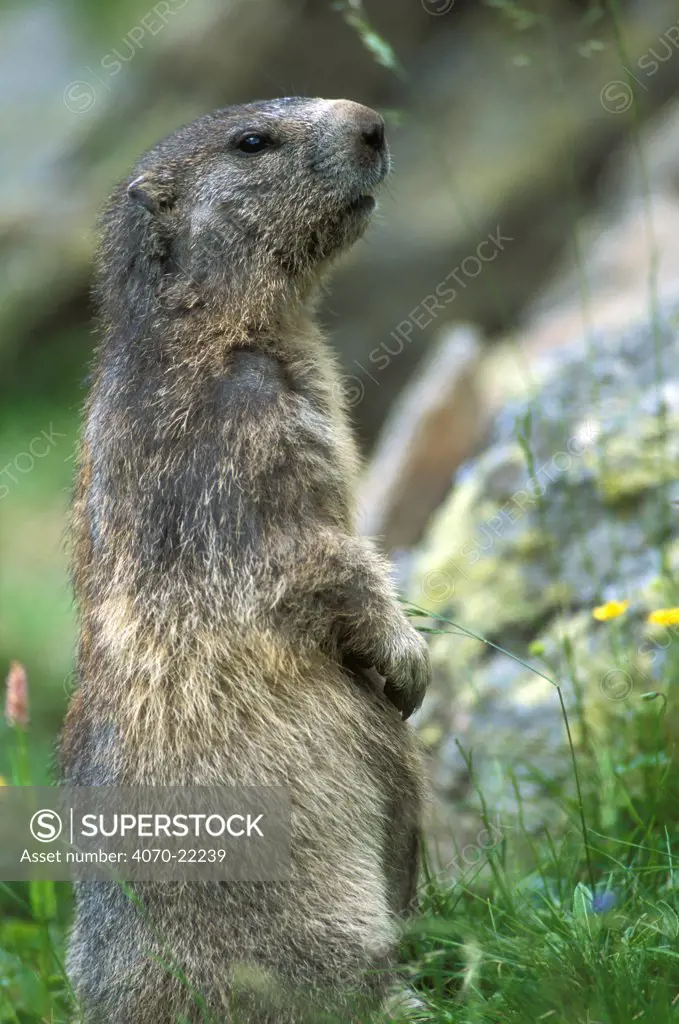Alpine marmot standing Marmota marmota} Gran Paradiso NP, Italy