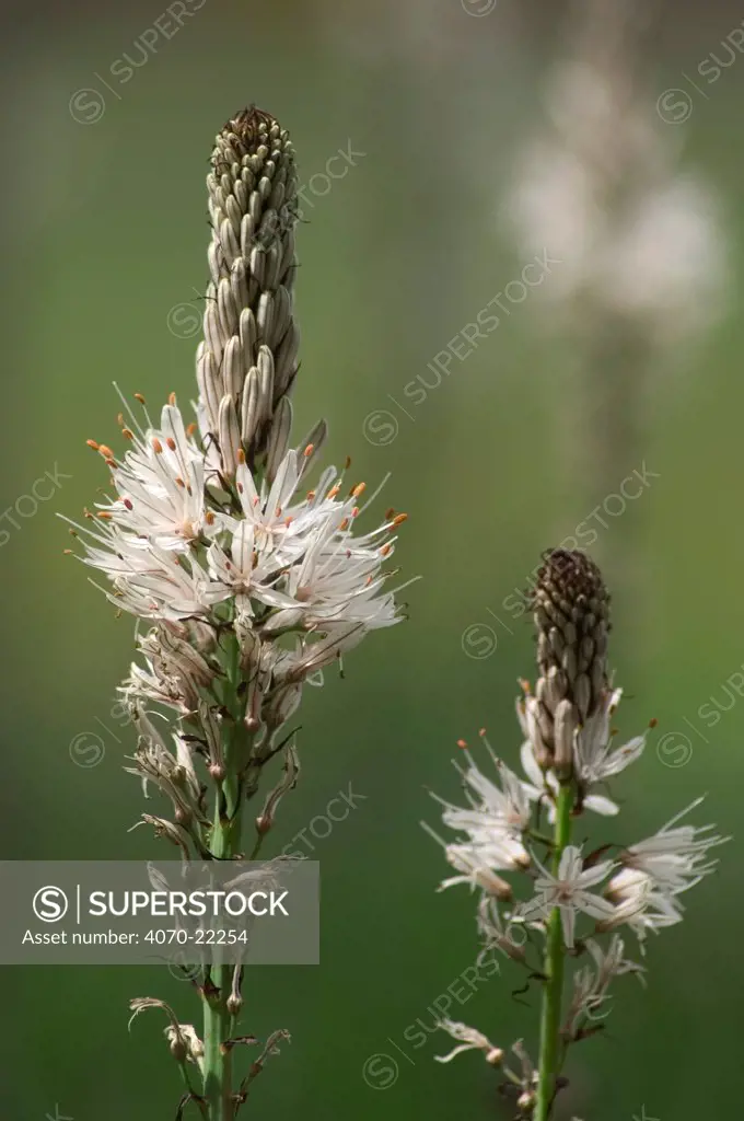 Asphodel flower heads Asphodelus albus} France