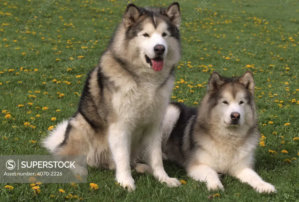 Two Alaskan malamute dogs Canis familiaris} USA