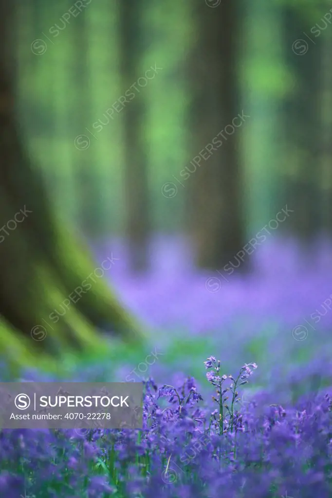 Bluebells flowering in woodland Hyacinthoides non-scripta} Belgium