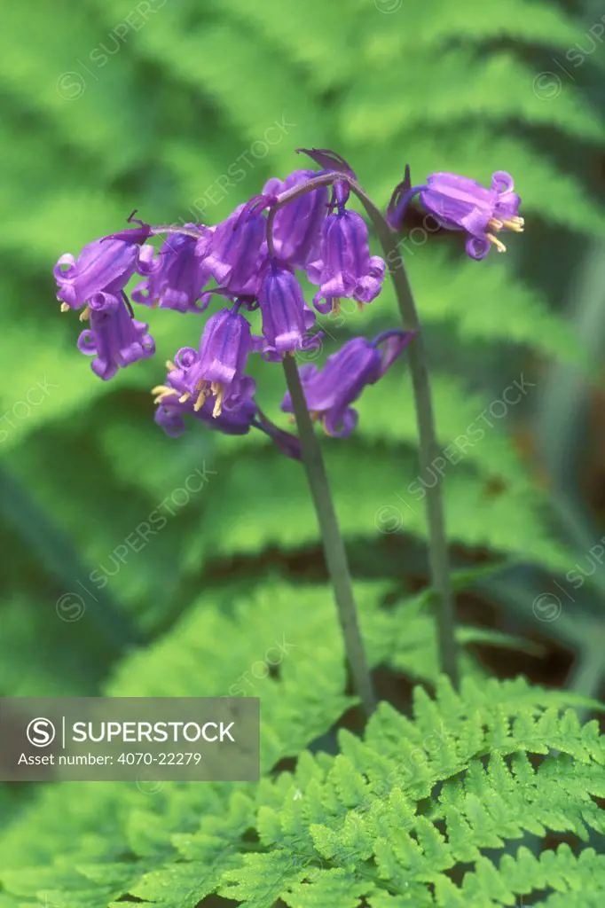 Bluebell flowers and bracken Hyacinthoides non-scripta} Belgium
