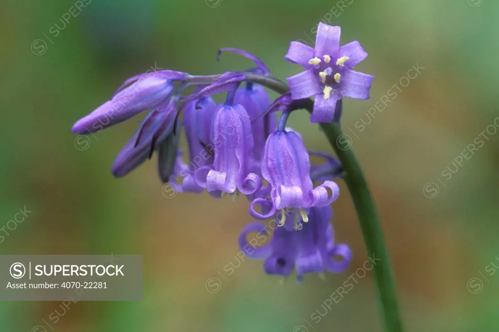 Bluebell flower stalk Hyacinthoides non-scripta} Belgium