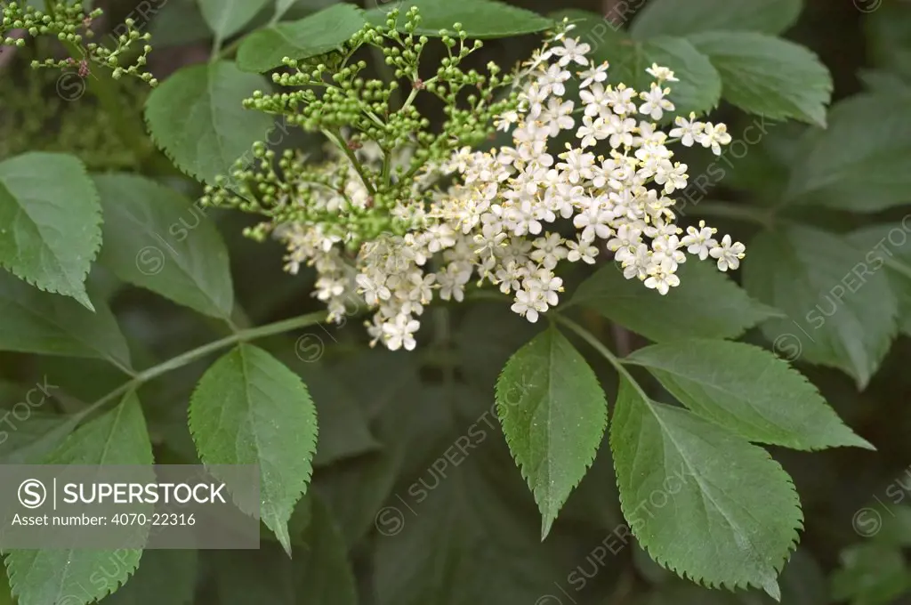 Common elderberry in flower Sambucus nigra} Belgium