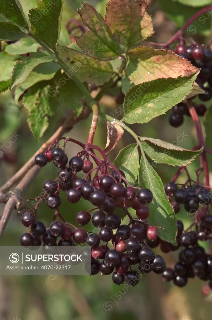 Common elderberry berries Sambucus nigra} Belgium