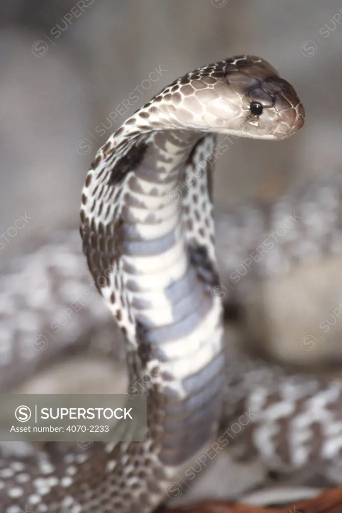 Ceylonese cobra Naja naja polyocellata} strike pose, captive