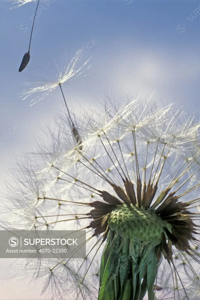 Dandelion seeds dispersing Taraxacum officinale} France