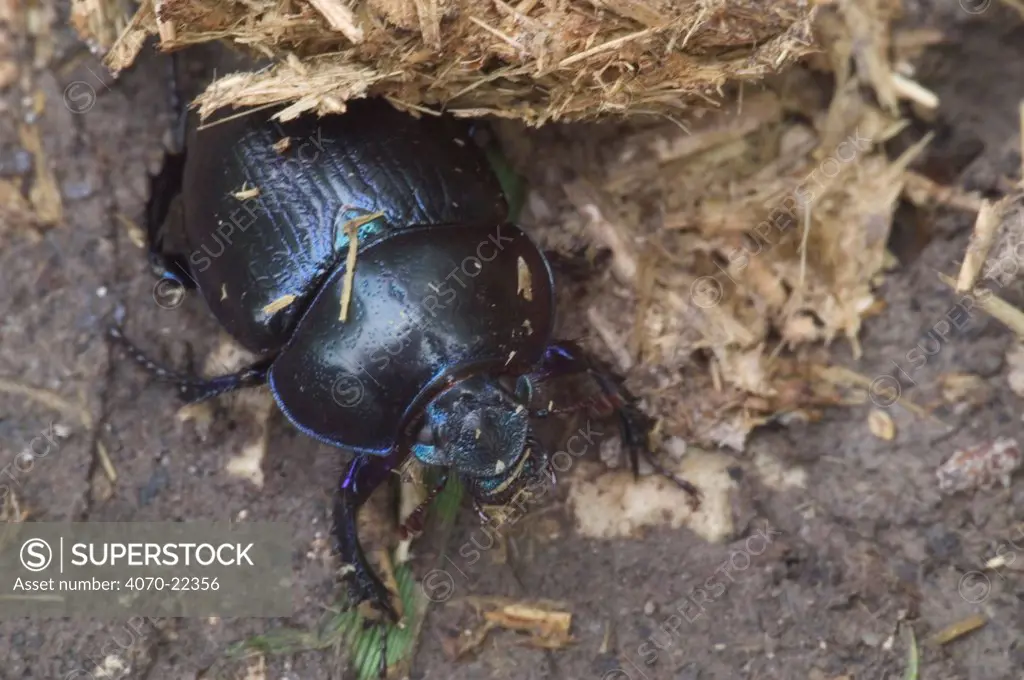 Dor beetle Geotrupes stercorarius} by horse dung, France