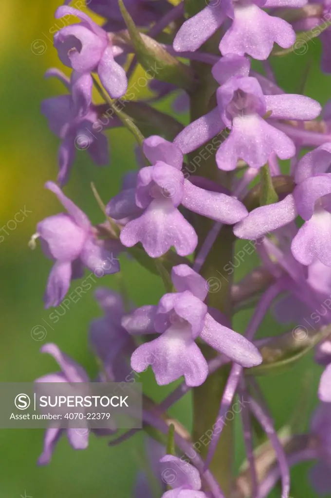 Fragrant orchid Gymnadenia conopsea} France