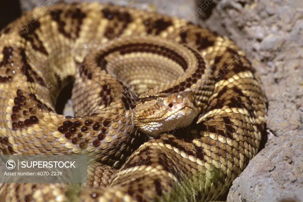 Central american rattlesnake, Crotalus durissus durissus} captive