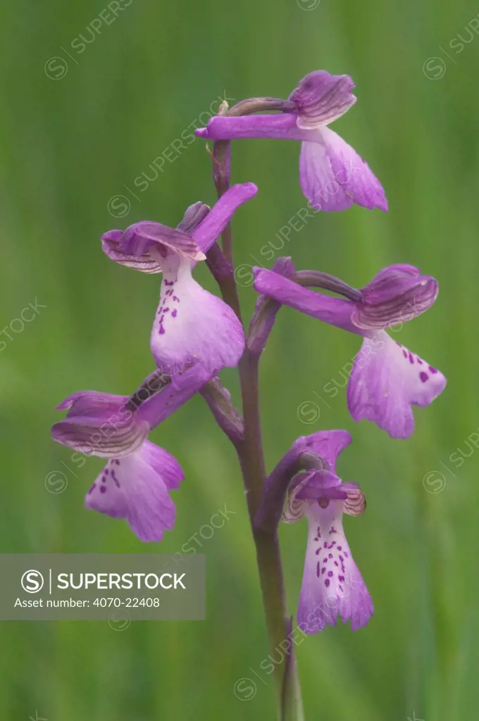 Green winged orchid Anacamptis morio} France