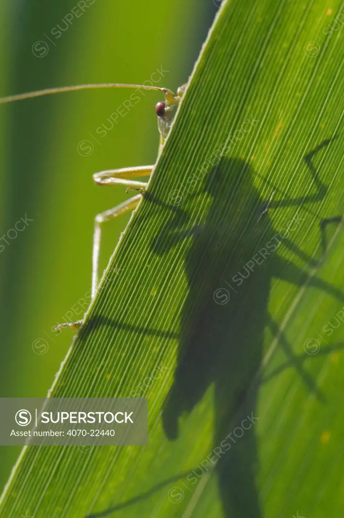 Katydid shadow viewed through leaf Tettigoniidae} Belgium