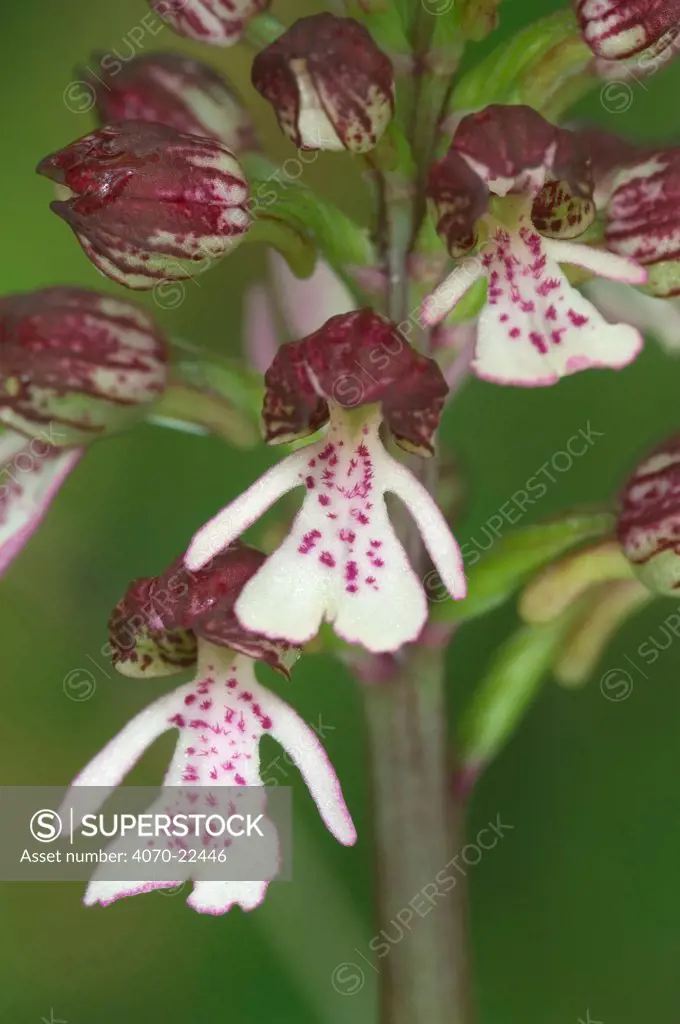 Lady orchid flower detail Orchis purpurea} France