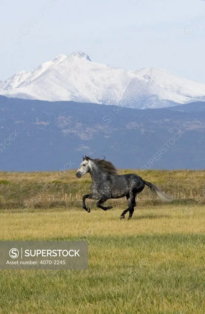 Grey Andalusian stallion cantering with Rocky mtns behind, Colorado, USA 