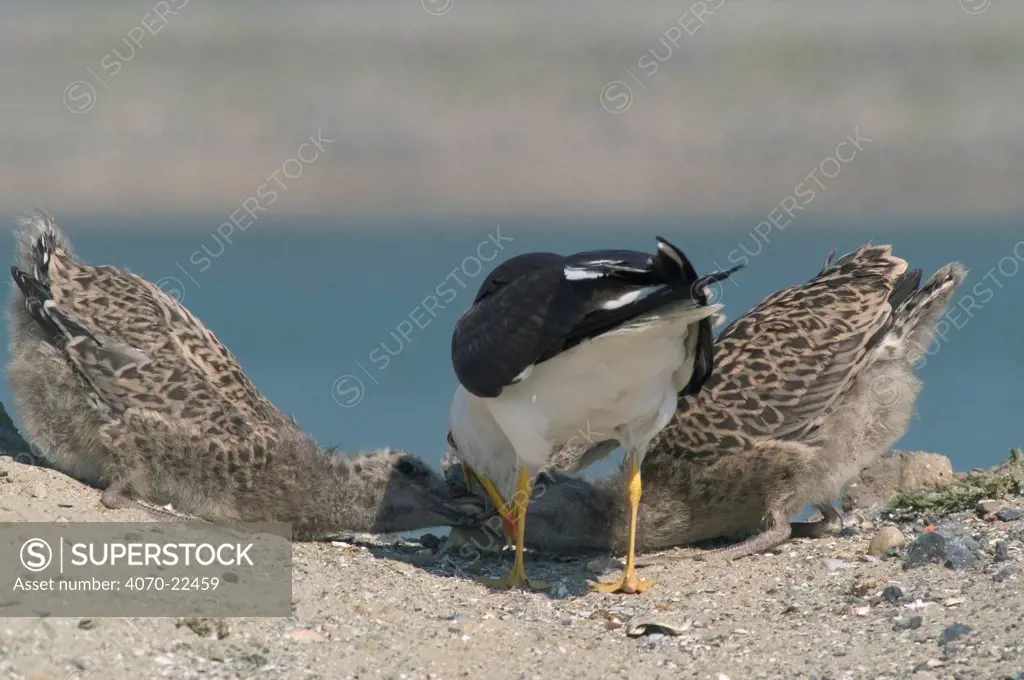 Lesser black backed gull feeding chicks Larus fuscus} Belgium