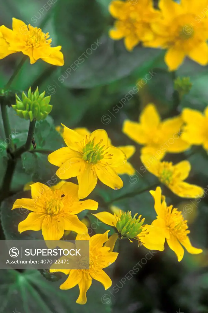 Marsh marigold / Kingcup in flower Caltha palustris} Belgium