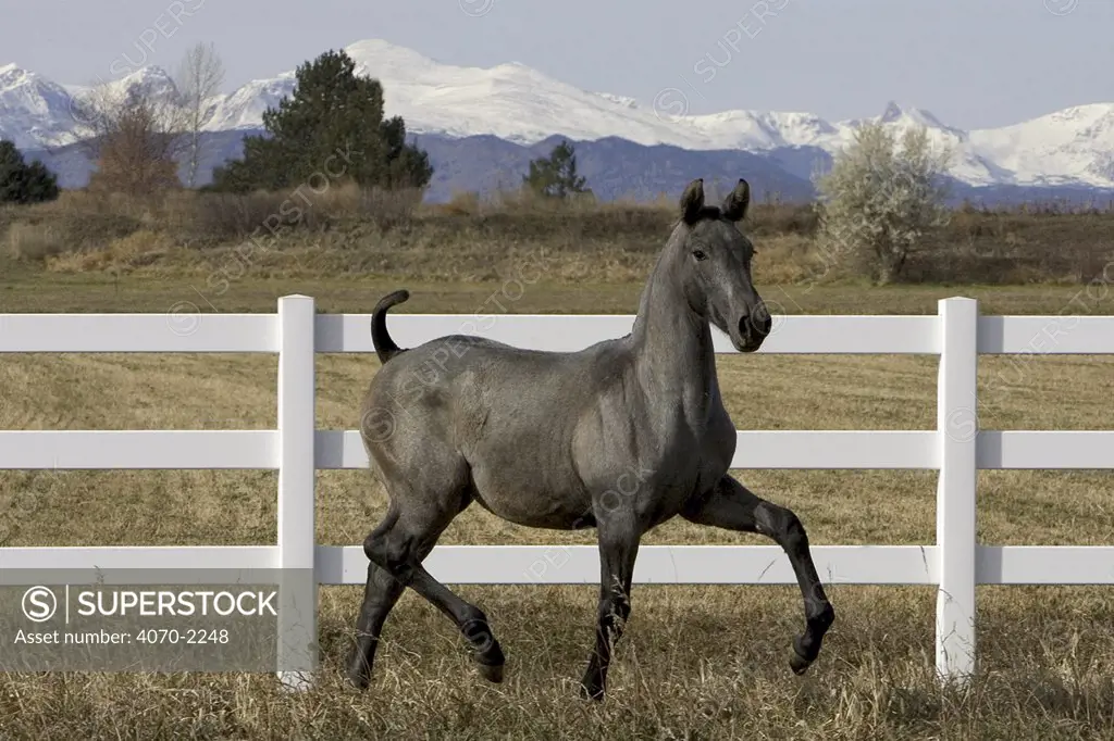 Young grey Andalusian horse trotting in corral with Rocky mtns behind, Colorado, USA 