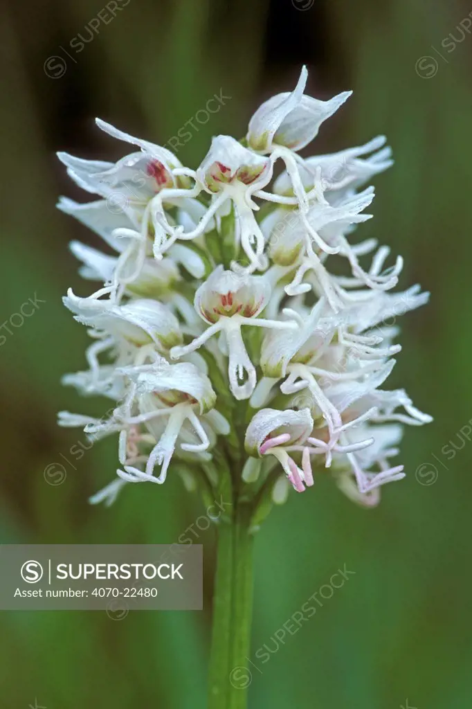 Monkey orchid flower, white morph Orchis simia} France