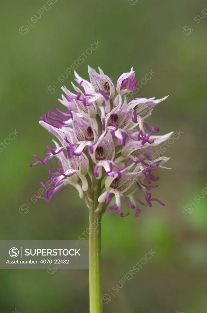 Monkey orchid flower, Orchis simia} France