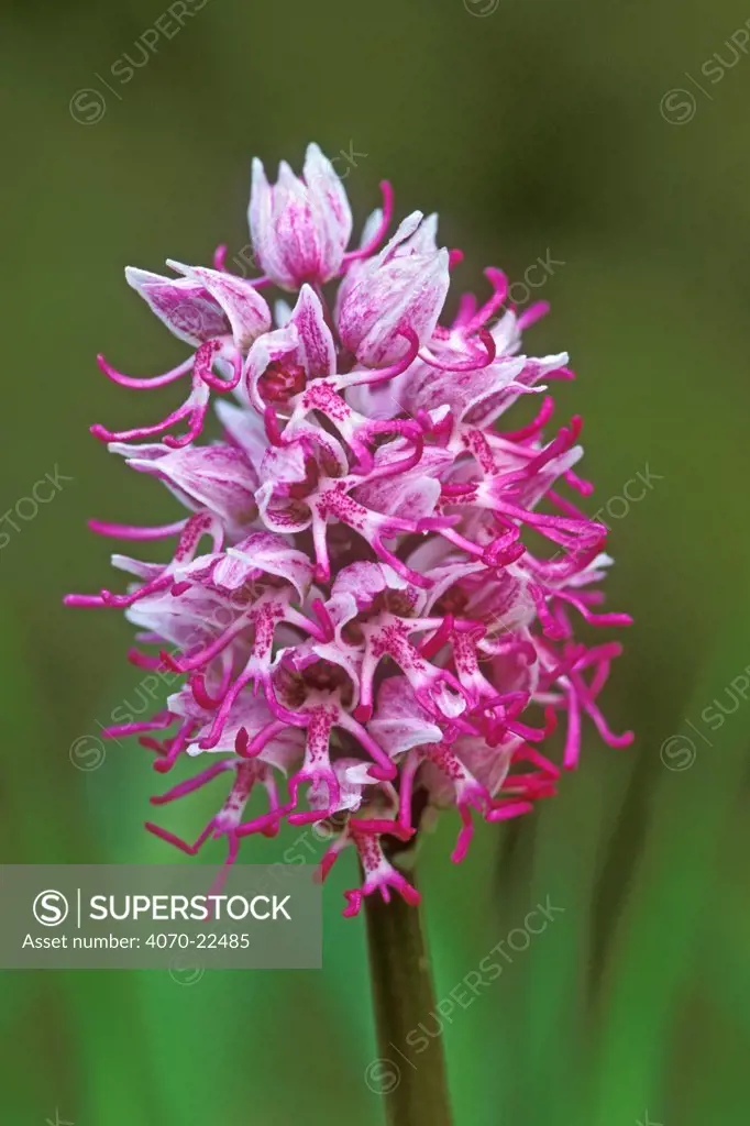 Monkey orchid flower, Orchis simia} France