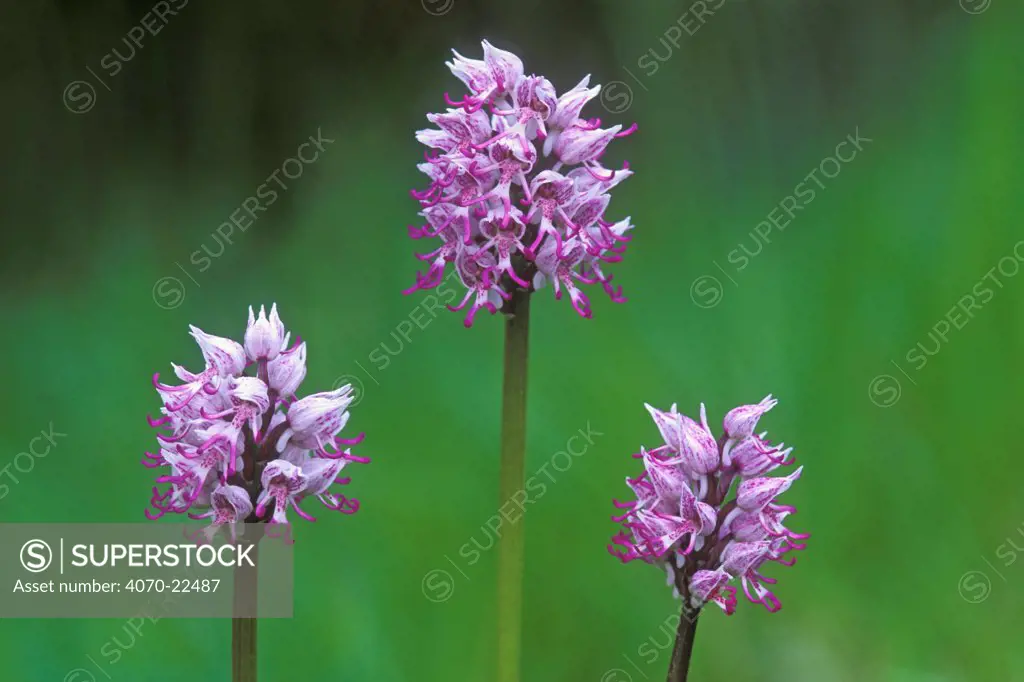 Monkey orchids Orchis simia} France