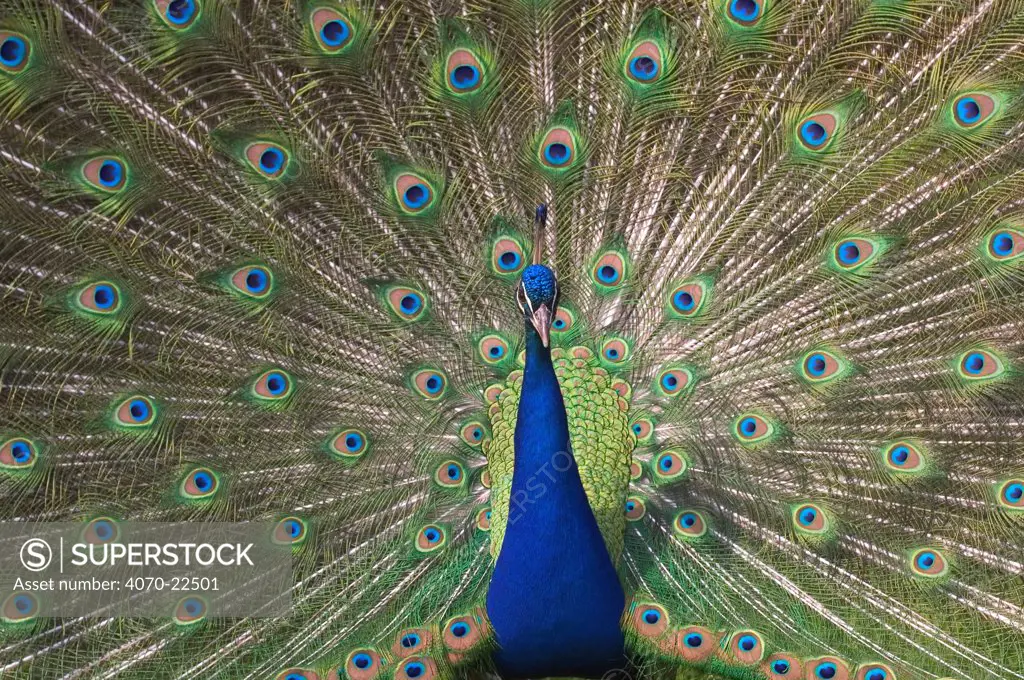 Male Peacock displaying Pavo cristatus} captive