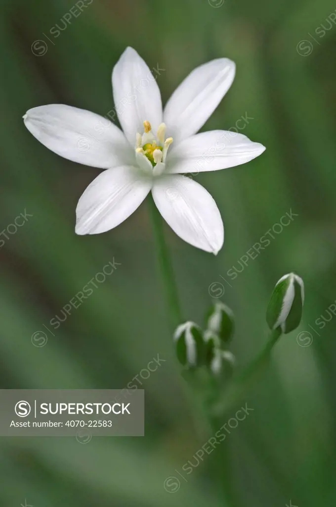 Star of Bethlehem flower Ornithogalum umbellatum} France