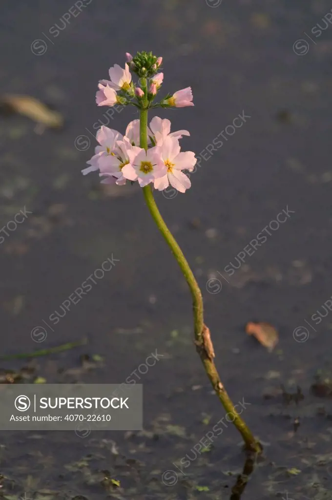 Water violet Hottonia palustris} France