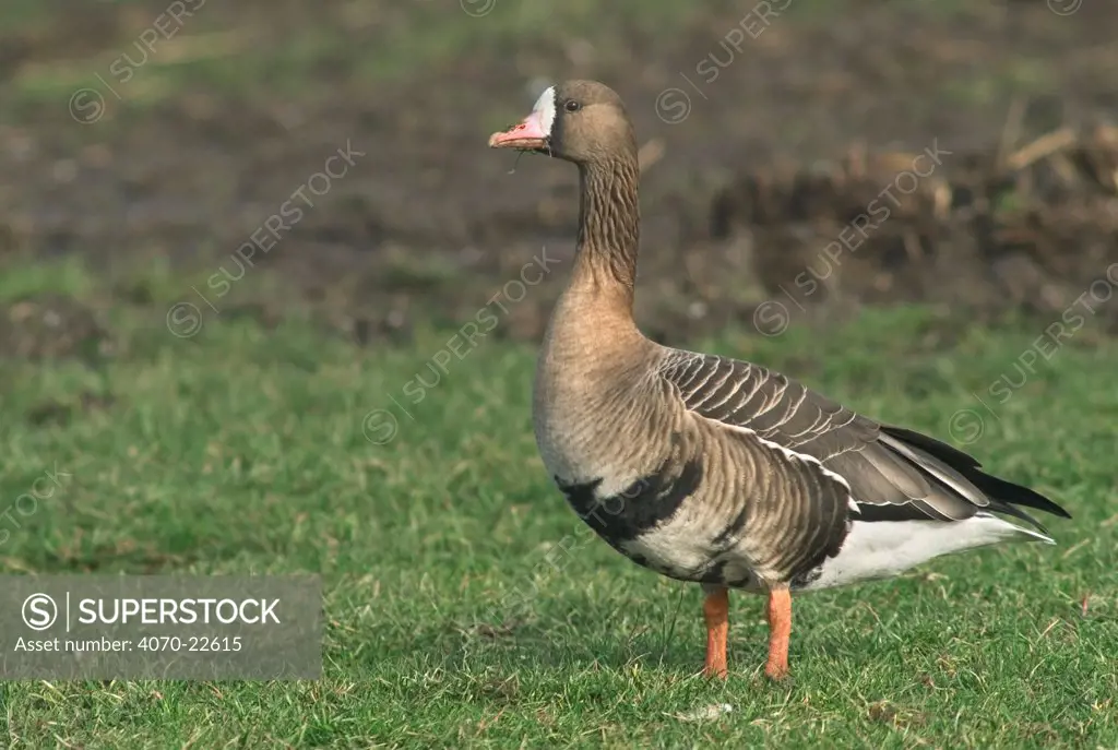 White fronted goose Anser albifrons} Netherlands