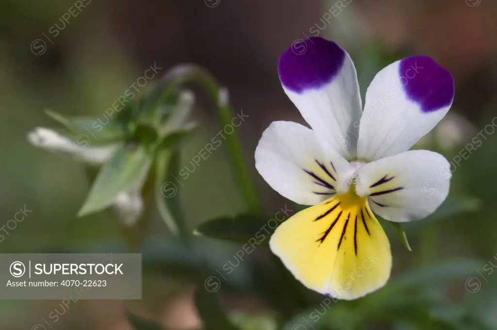 Wild pansy flower Viola tricolor} Belgium