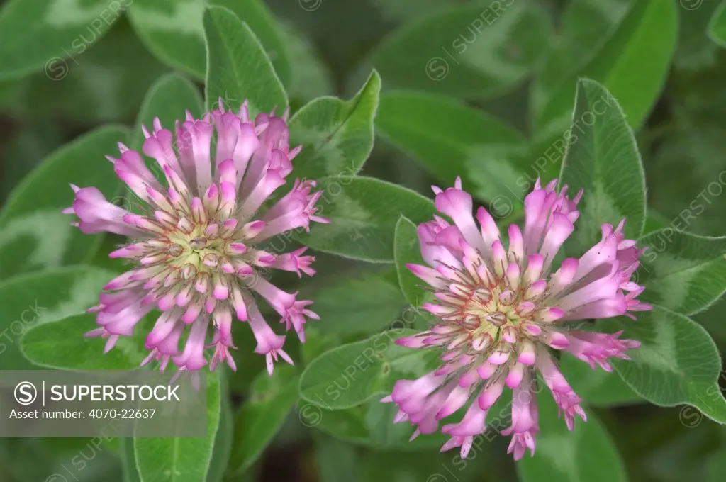 Zigzag clover in flower Trifolium medium} Belgium